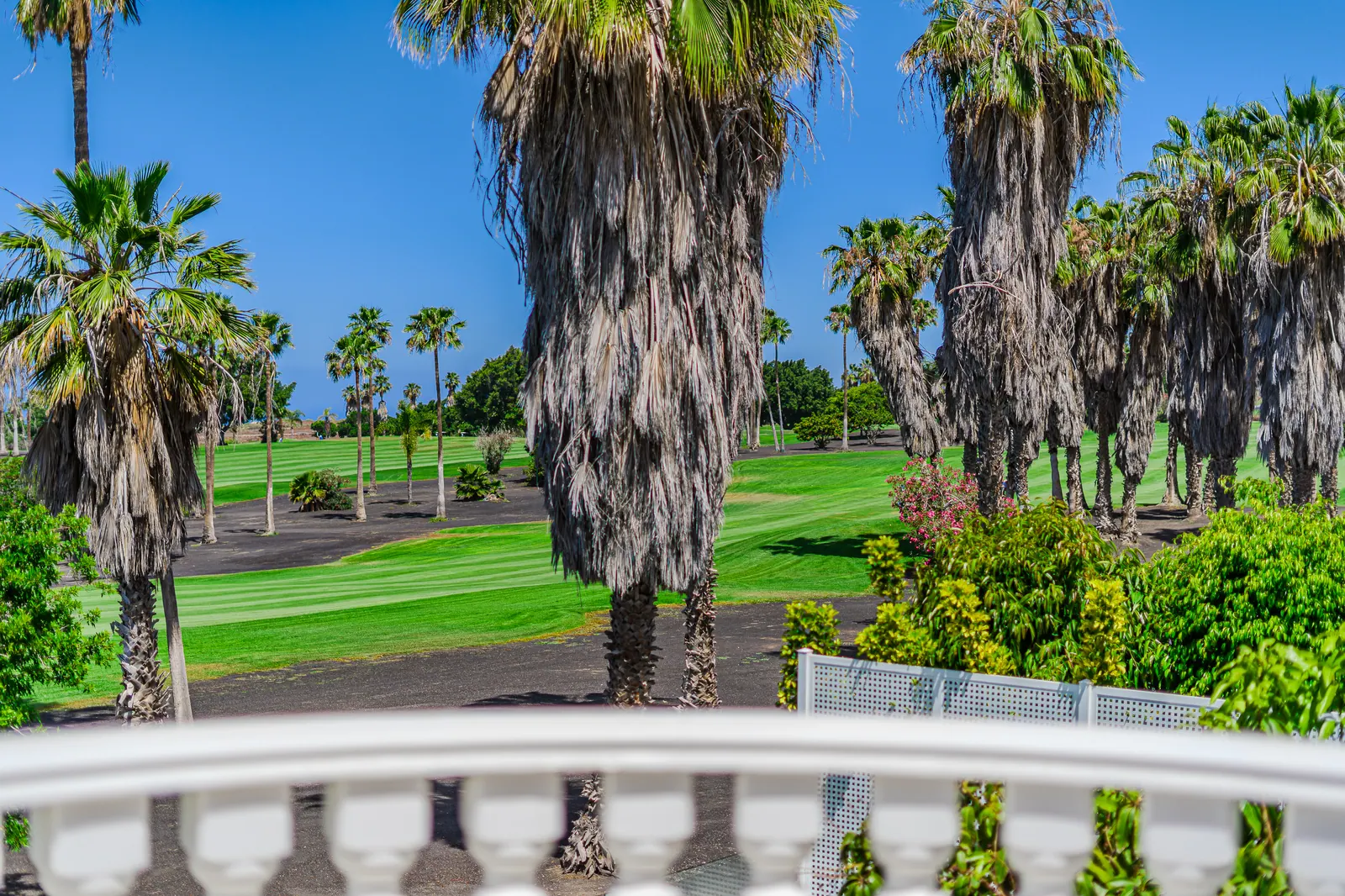 Detalle: palmeras y campo de golf